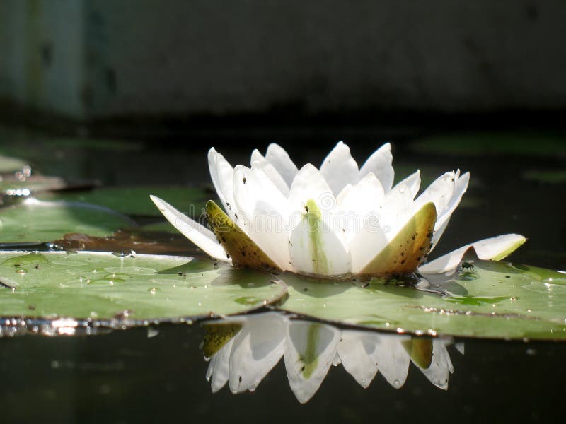 Water Lily stock image. Image of backyard, growing, decoration 4499041
