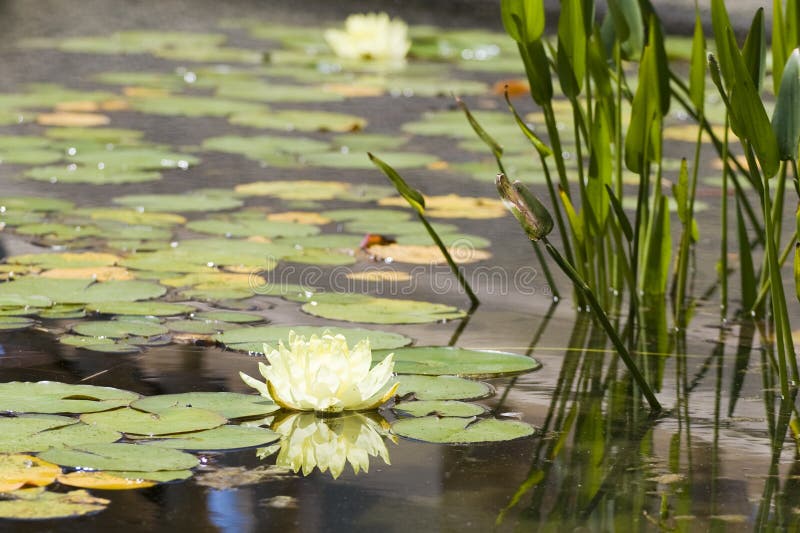 Water lily