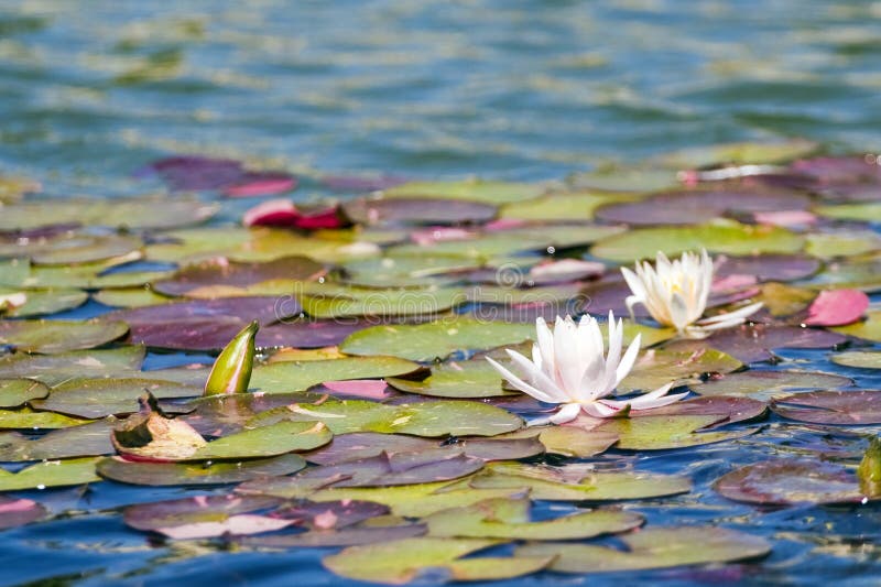 Water lily