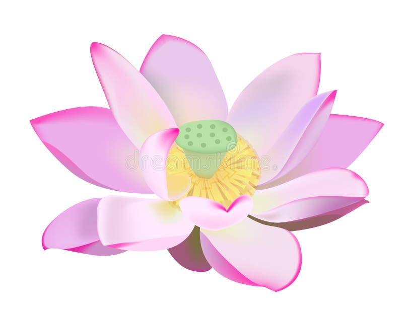 Water lily