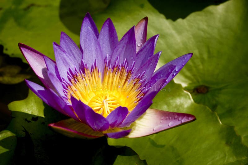 Water lily