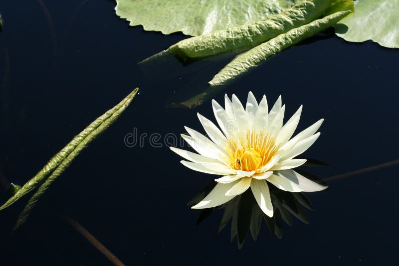 Water lily