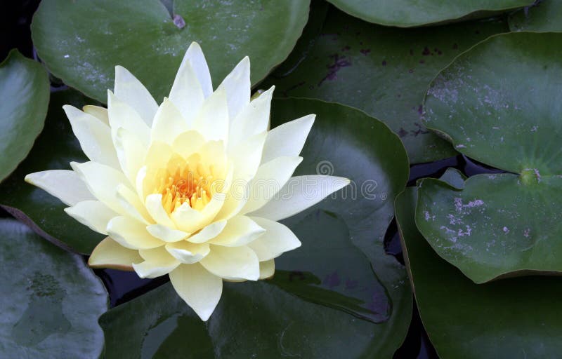 Water lily