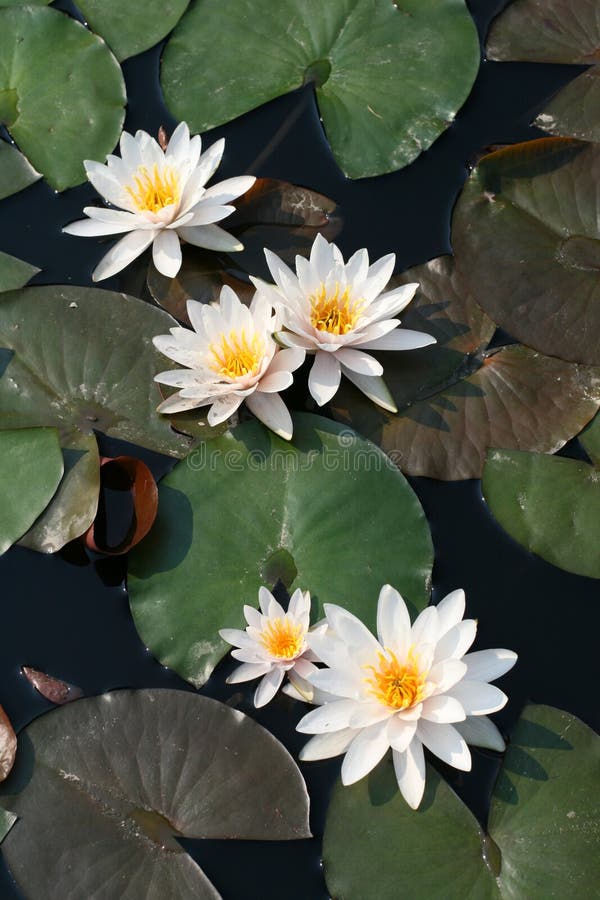 Water lily