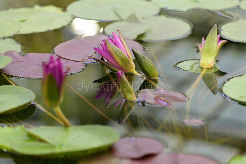 Water lily in bloom stock image. Image of lake, garden 249700079