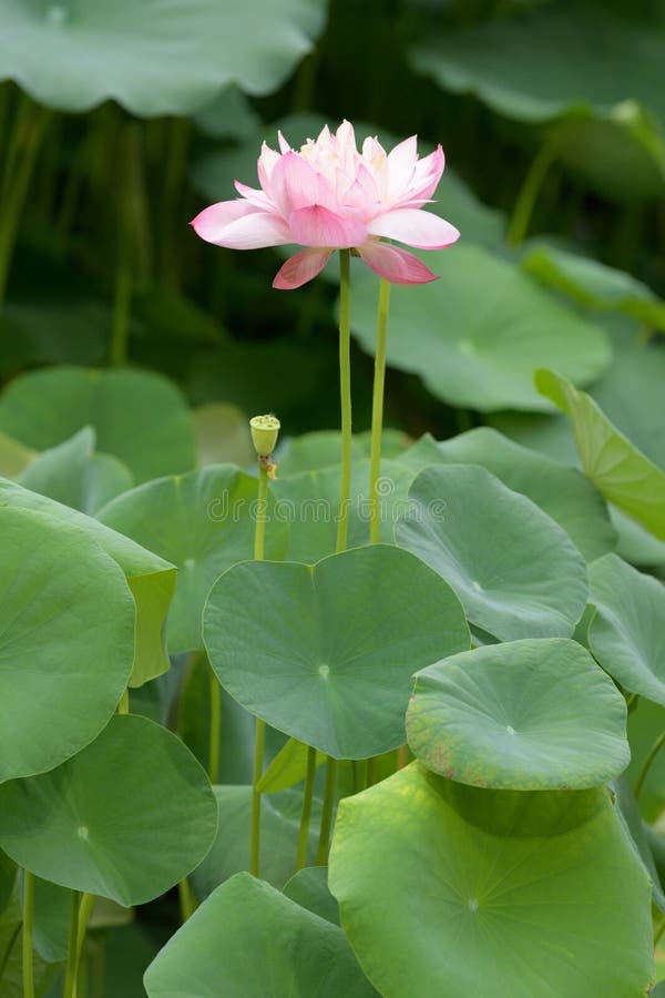 Water lily in bloom stock image. Image of floral, nouchali 249700081