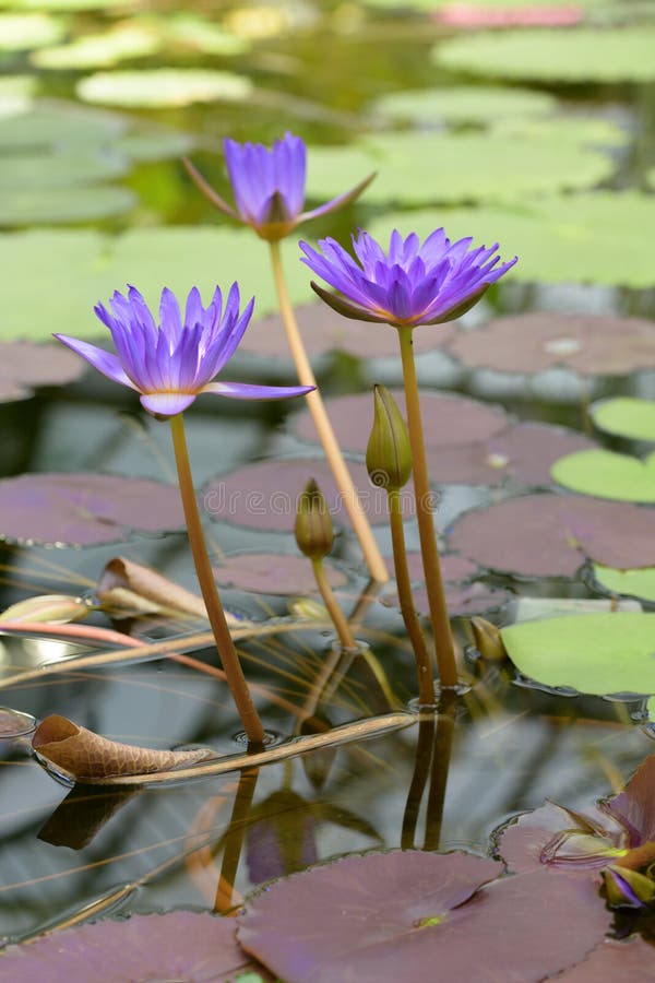 Water lily in bloom stock image. Image of blossom, botany 249700107