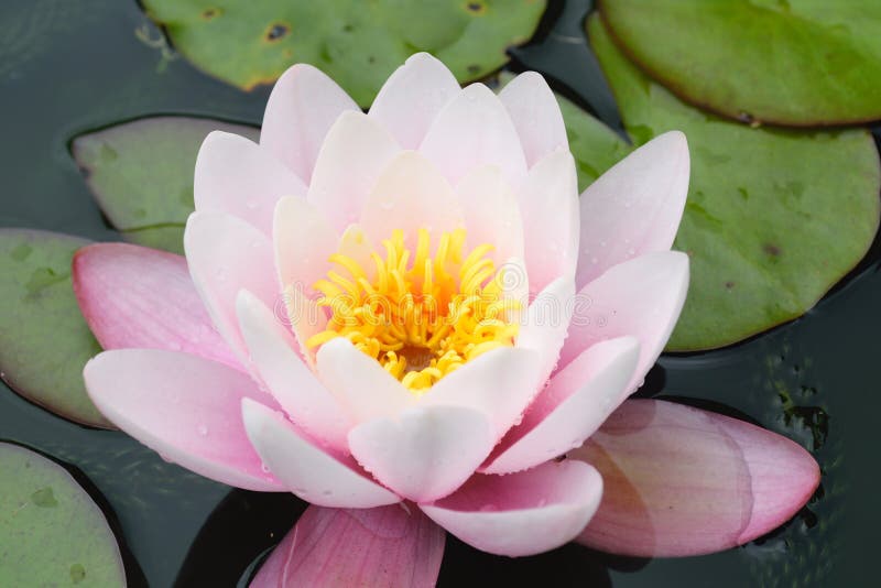 Water lily stock image. Image of summer, blossom, devon 73655223