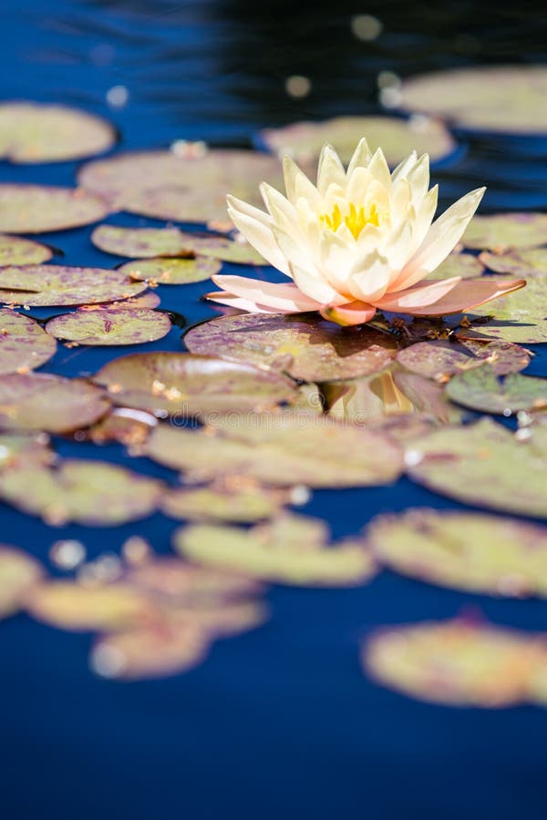 Water lily stock photo. Image of nature, bloom, pink 41701860