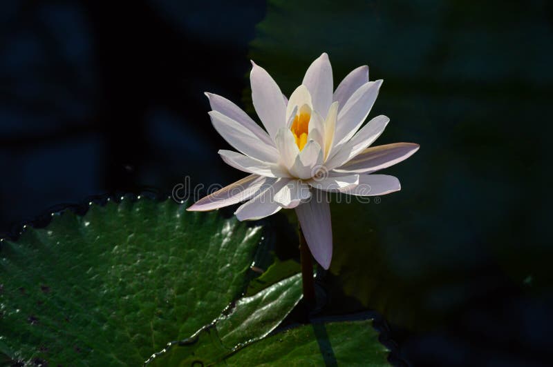 Water Lily Blooming Under Sunshine Stock Photo Image of bright, bloom