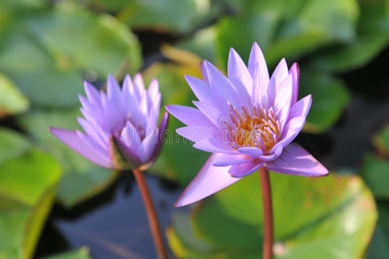 Close up view of water lily stock photography Close up view of water lily stock photography