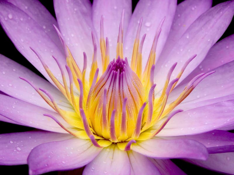 Water Lily Flower stock photo. Image of divine, growth 1310564