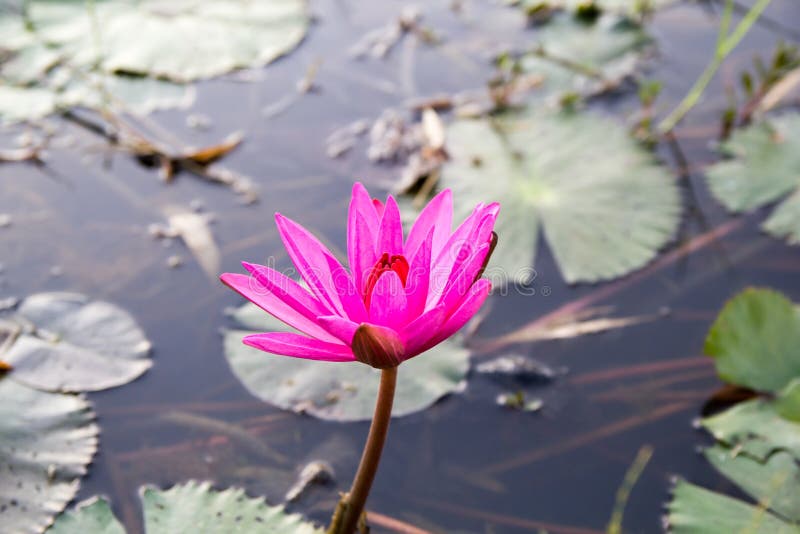 Water Lily Flower stock photo. Image of nature, background 136684512