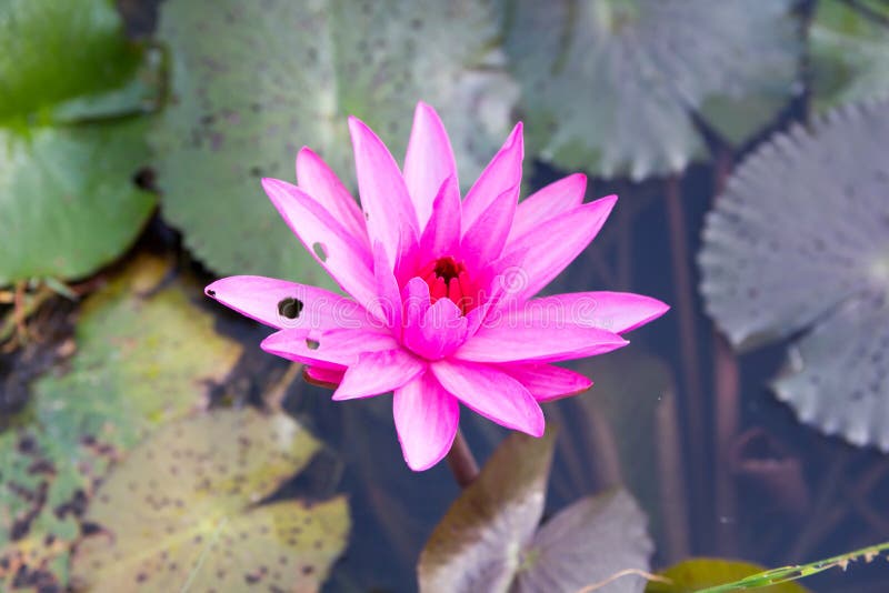 Water Lily Flower stock photo. Image of blossom, petal 136684568