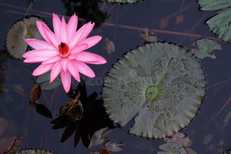 Water lily flower