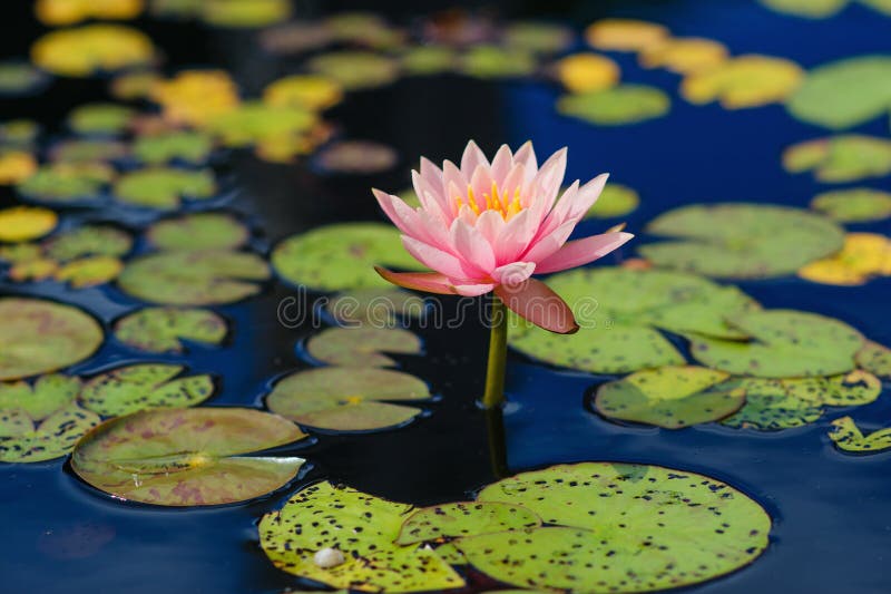 Water lily flower stock photo. Image of botany, lily 90791844