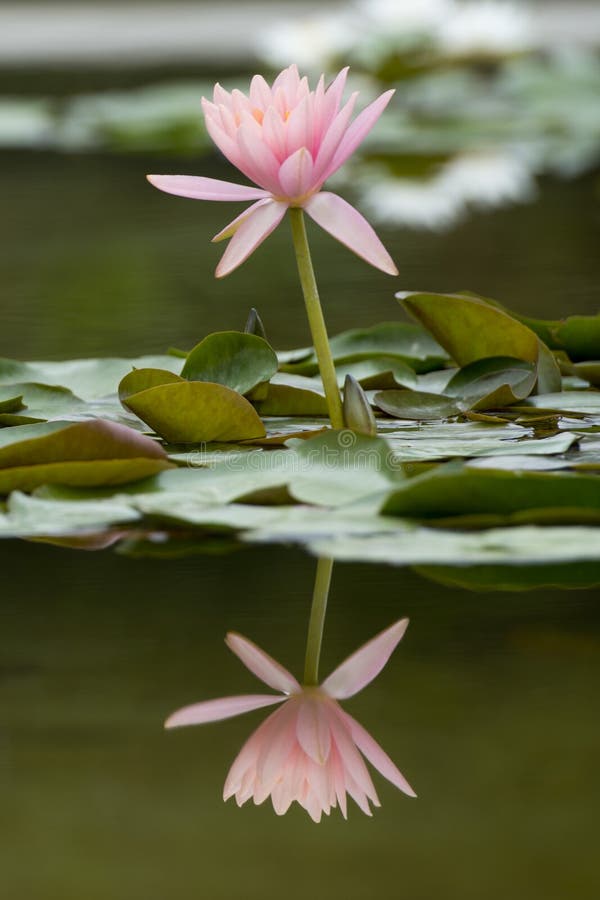 Water Lily Flower Reflection on Water Stock Image Image of bloom