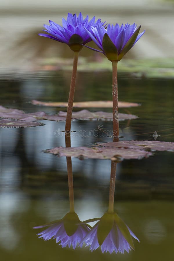 Water Lily Flower Reflection on Water Stock Photo Image of background