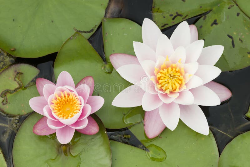 Water lily flowers stock photo. Image of lilly, plant 31886796