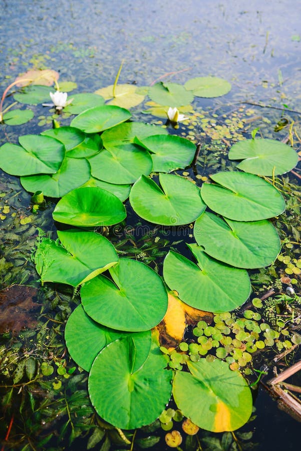 Water Lily Flowers on Pond or River with Blue Water Stock Photo Image