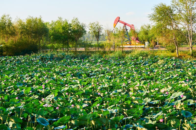 The water lily flowers pool and oil sucking machine