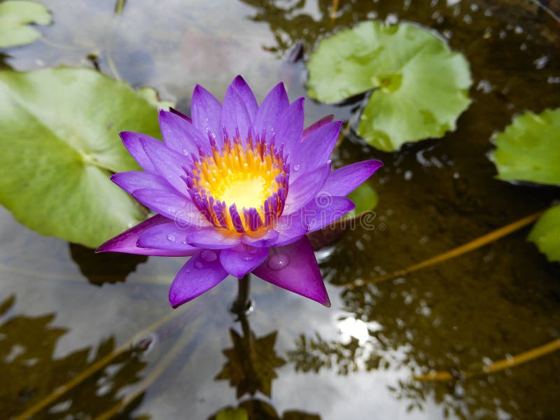 Water lily stock photo. Image of flower, aquatic, green 83970260