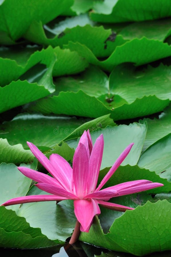 Water lily and green leaf