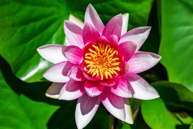 Water Lily Growing on an Artificial Water Reservoir Stock Image Image