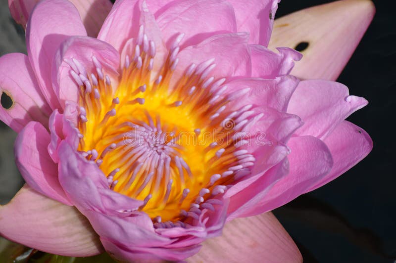 Water Lily Growing in the Pond Stock Image Image of reflection