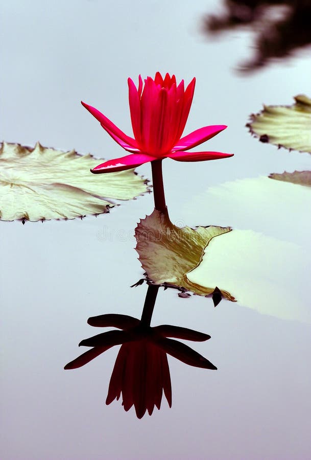 Water-lily and its reflection