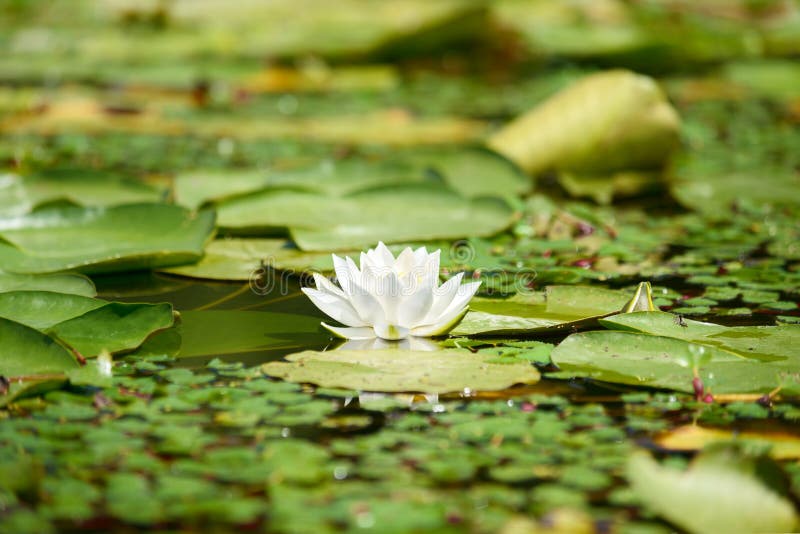 Water lily in the lake stock photo. Image of beauty, beutiful 54471718