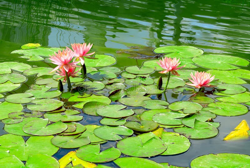 Water lily in lake stock photo. Image of leaf, botany 33617070