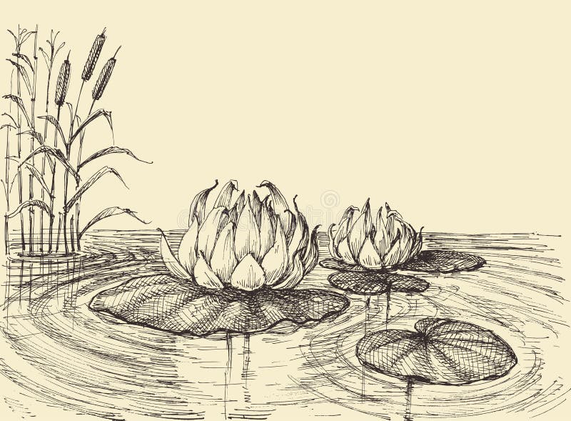Water lily on the lake hand drawing
