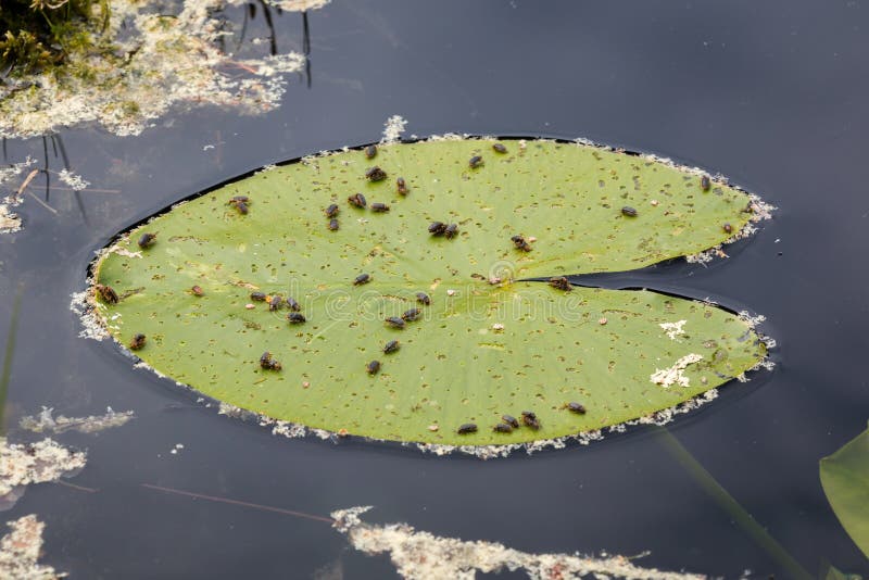 Water Lily Leaf Beetles on a Water Lily Leaf Stock Photo Image of
