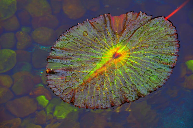 Water lily leaf with dew drops