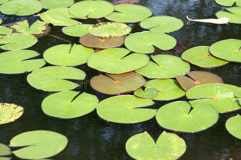 976 Frog Lily Pad Stock Photos Free & RoyaltyFree Stock Photos from