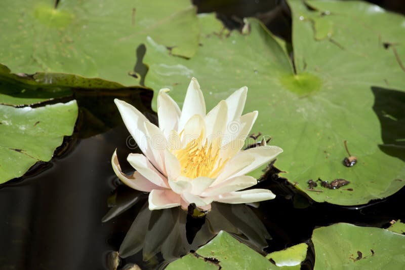 The Water Lily is Light Pink with a Yellow Centre Stock Image Image