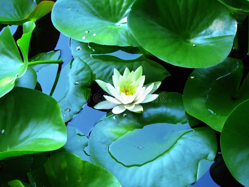 Water lily and lily pads stock image. Image of napoca 11150105