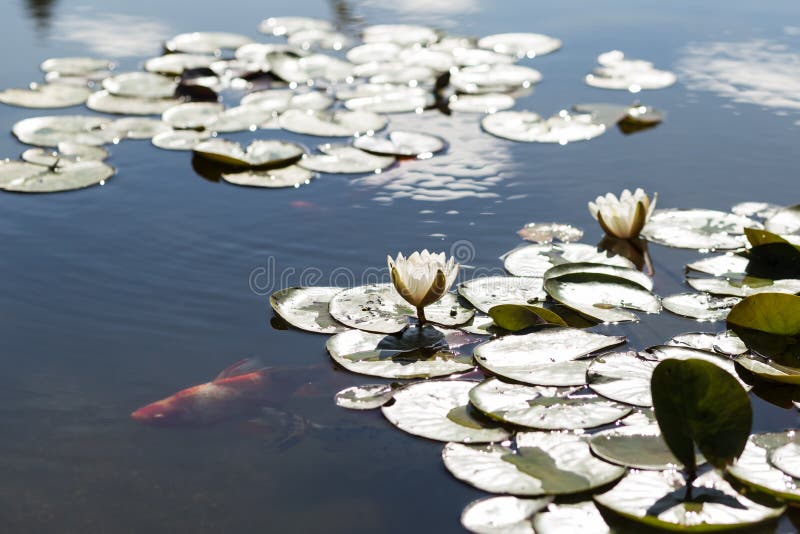 Water lily on the lake stock photo. Image of lily, flora 155638808