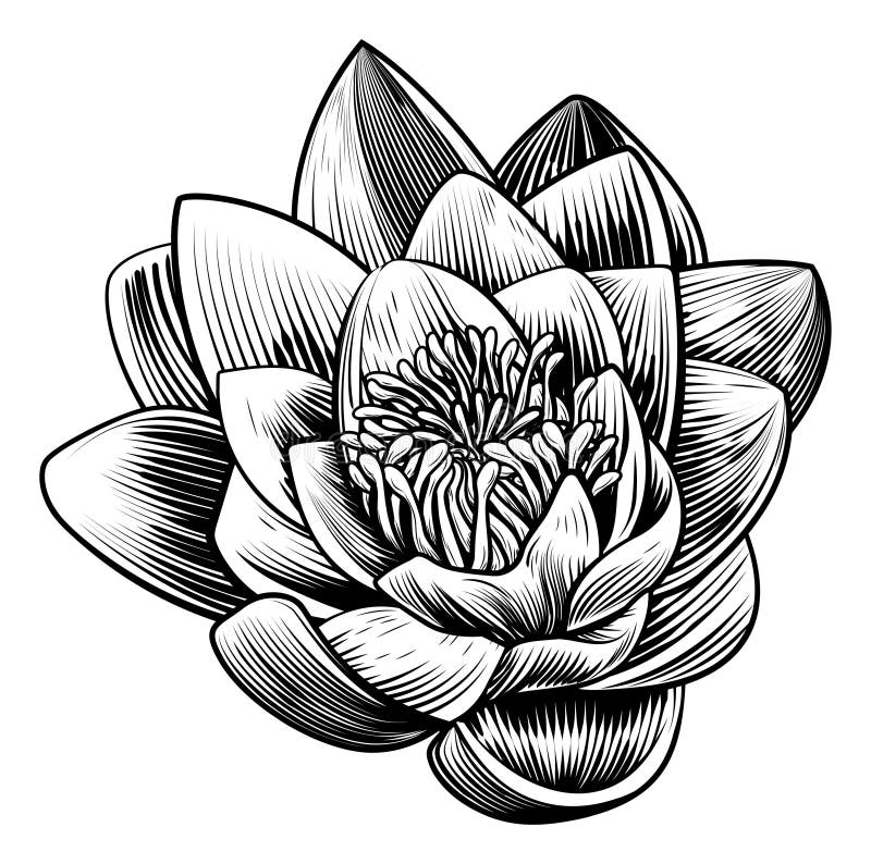 Water Lily Lotus Flower Vintage Woodcut Engraved Ets vector illustratie Water Lily Lotus Flower Vintage Woodcut Engraved Ets vector illustratie