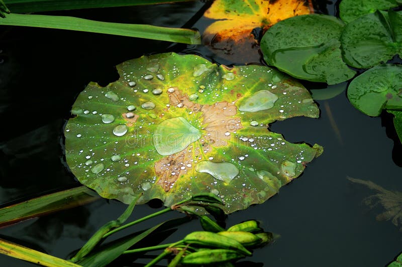 Water lily & lotus leaf