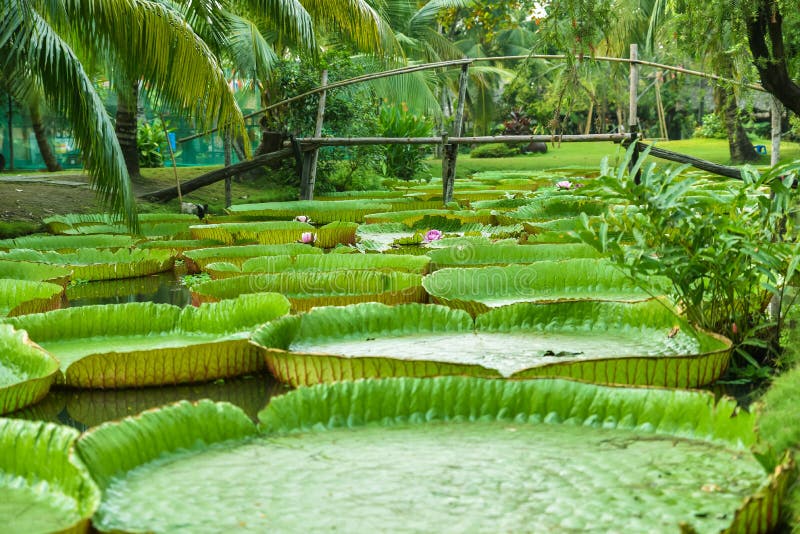 Water Lily in Mekong Delta stock image. Image of aquatic 144039101