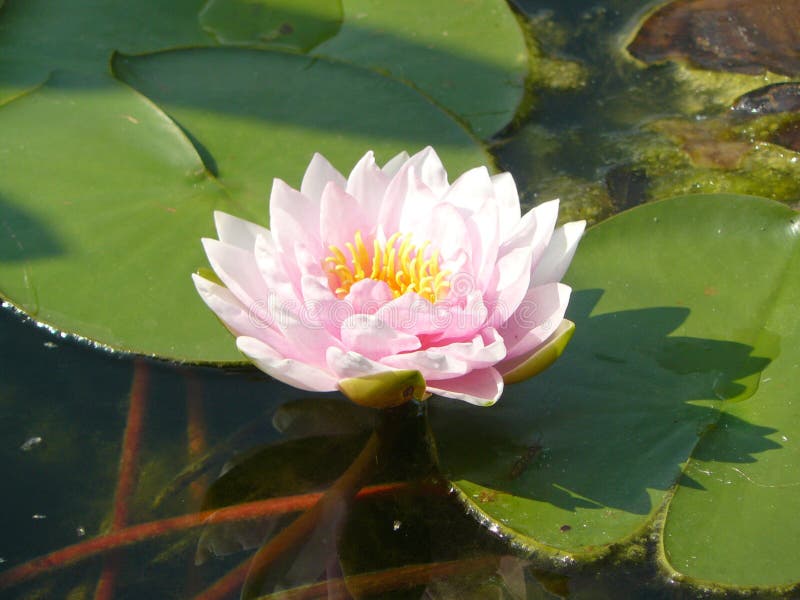 Water Lily Blooming In The Pond Schonbrunn Vienna Stock Photo