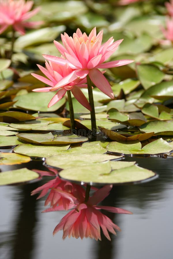 Agua lirio en estanque, reflexión de flor en Agua.