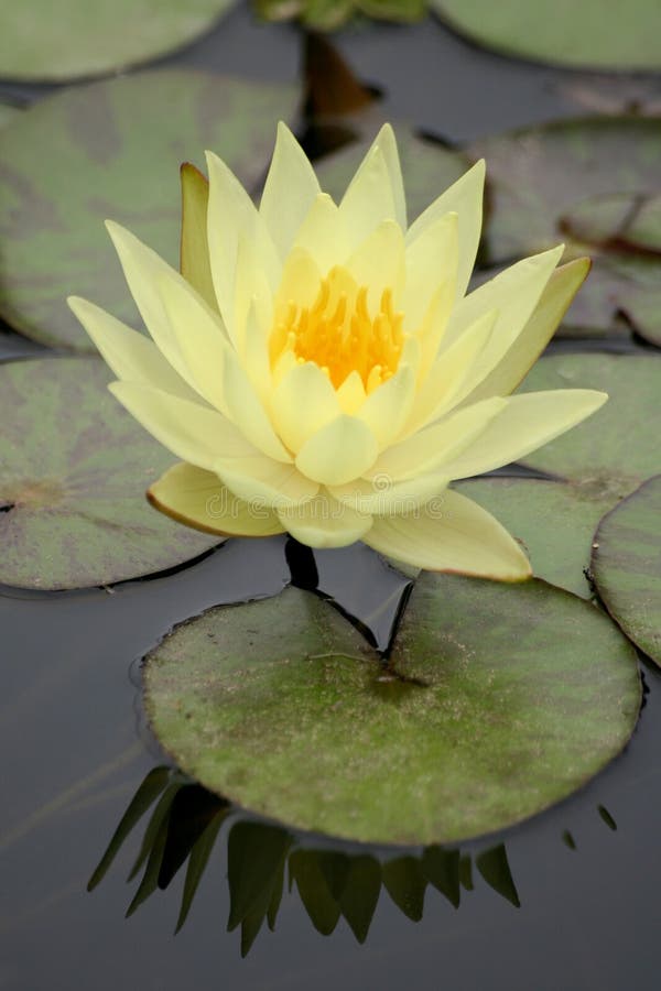 Agua lirio en estanque, reflexión de flor en Agua.