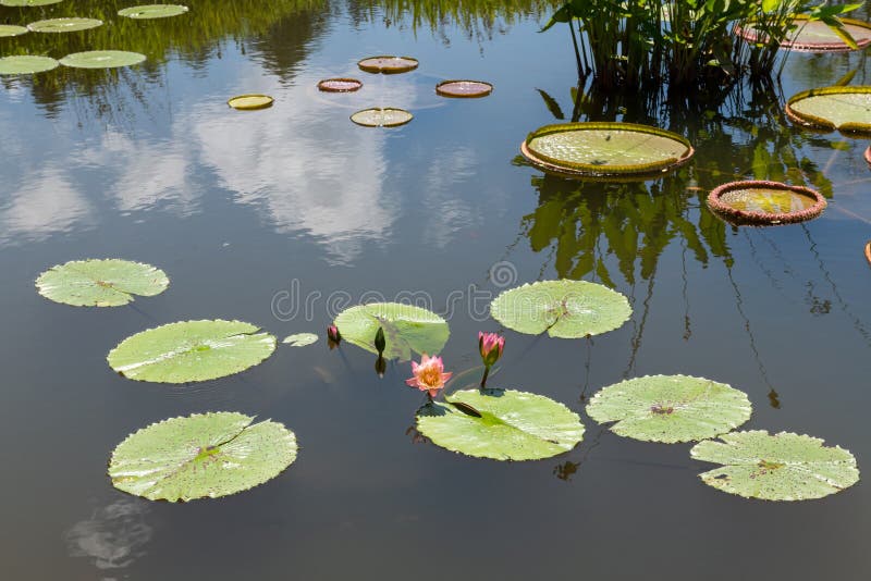 Water Lily in Pond at Biltmore Estate Stock Photo Image of aquatic