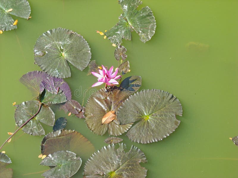 a water lily in a pond royalty free stock photography a water lily in a pond royalty free stock photography