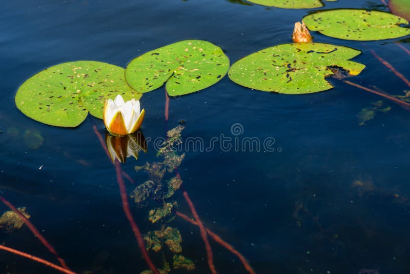 Water Plant Root System Stock Photo Image Of Life Lily