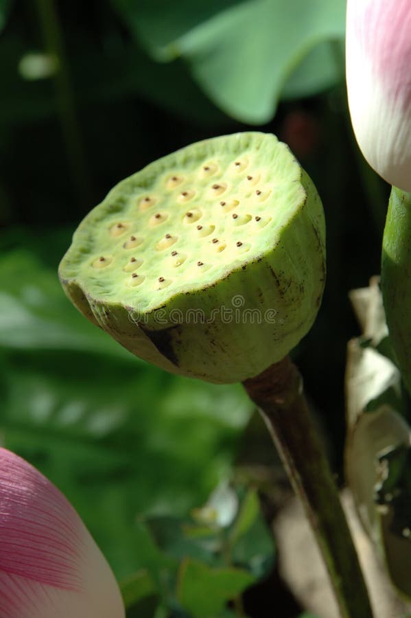 Water lily seed pods stock photos