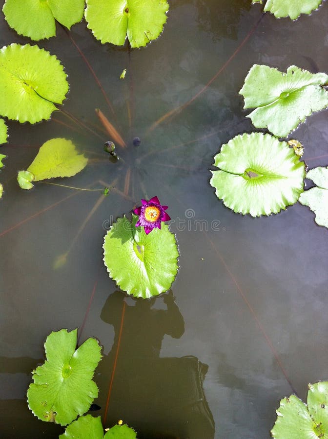 Water lily stock image. Image of water, lily, green 259540229